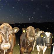 An image of three cows taken in the dark with a flashlight. I shot this over 15 years ago as a teenager and I don't think I have the original file. All that remains is this jpg that was processed a million times, but somehow it still captures the original vibe.